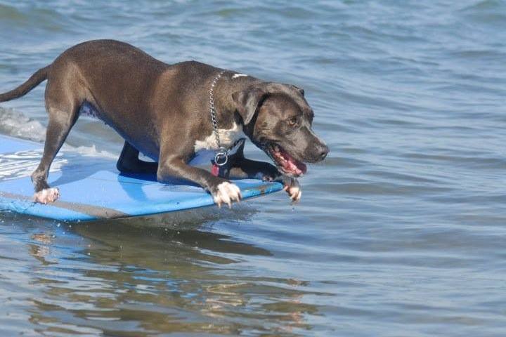 Dog on surf board