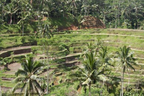 Bali landscape